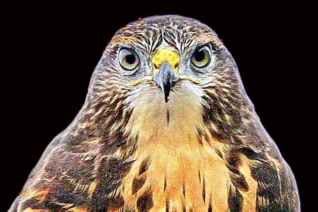 schau mir in die Augen...