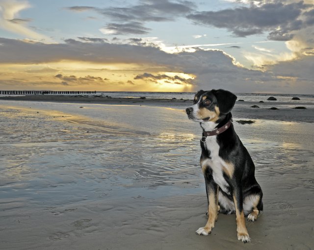 Der Hund und das Meer ...