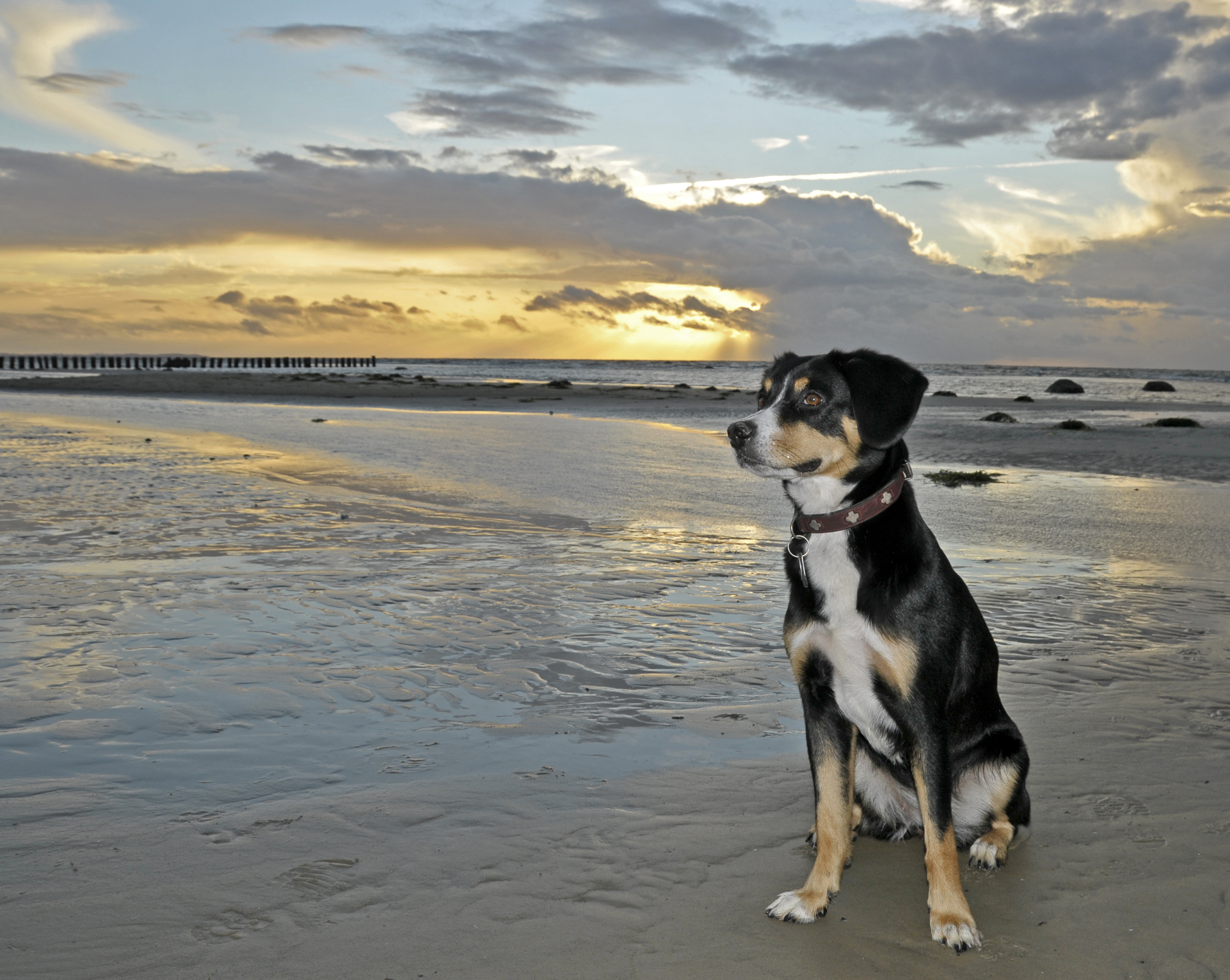 Der Hund und das Meer ...
