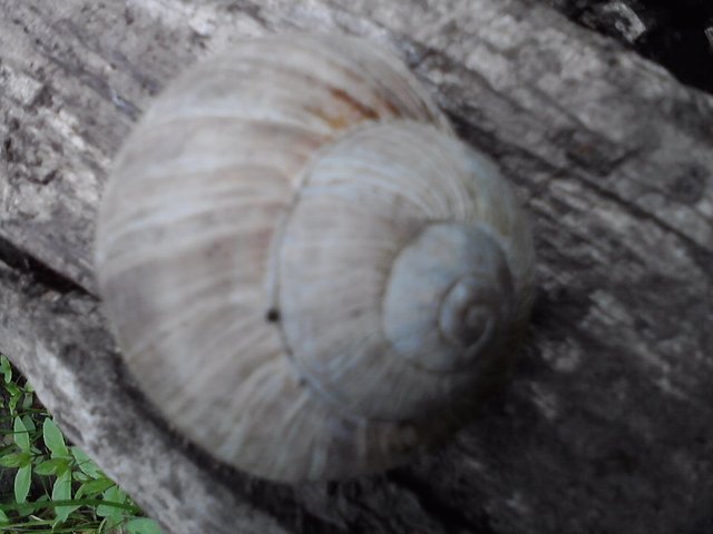 Die Schnecke aus dem Hochtaunus.