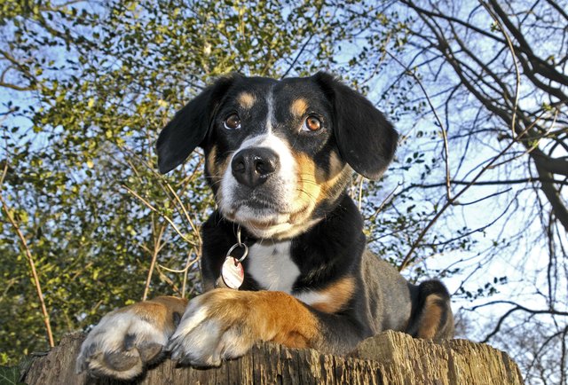 Mit Ida im Wald.