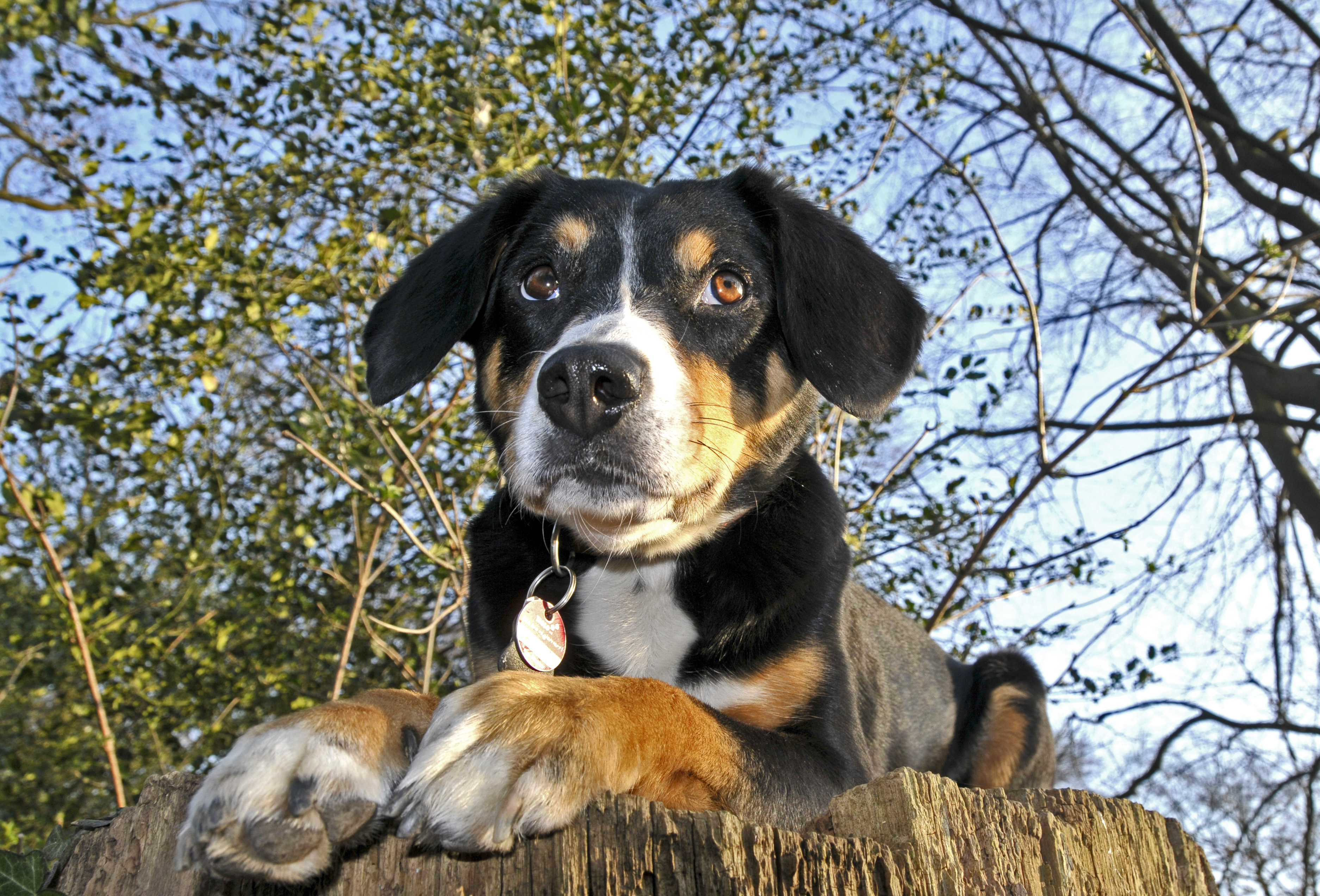 Mit Ida im Wald.