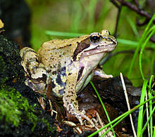 Ein Grasfrosch.