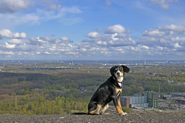 Mein Revier: Toller Ausblick von der Halde Haniel.