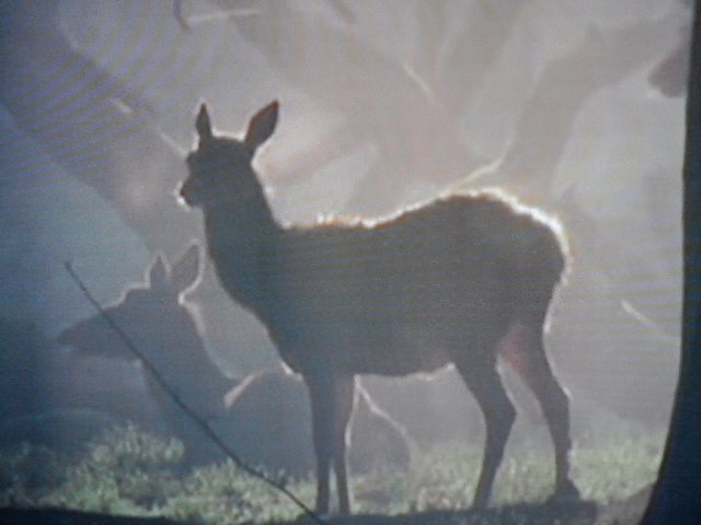 Das Lama