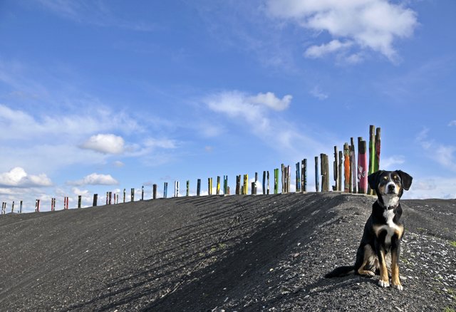 Halde Haniel: Hund trifft Kunst.