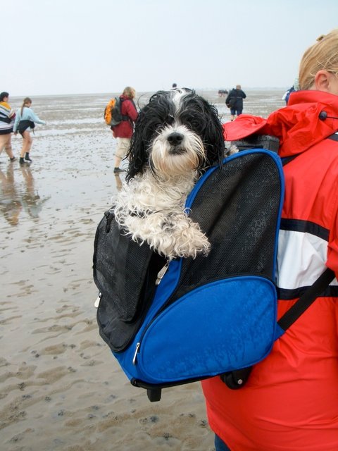 Wattwandern ist cool,auch bei Schietwetter