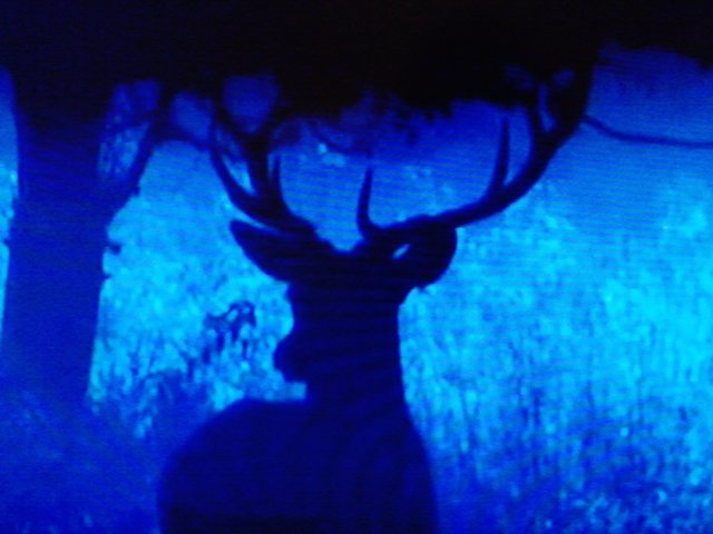 Der Wald in der Dämmerung.