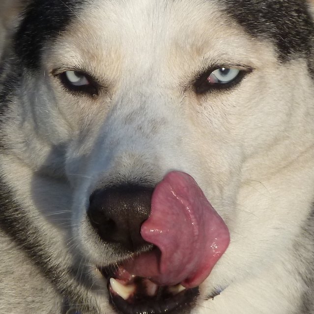 Haskie