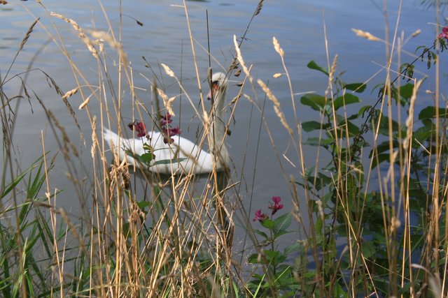 Schwan