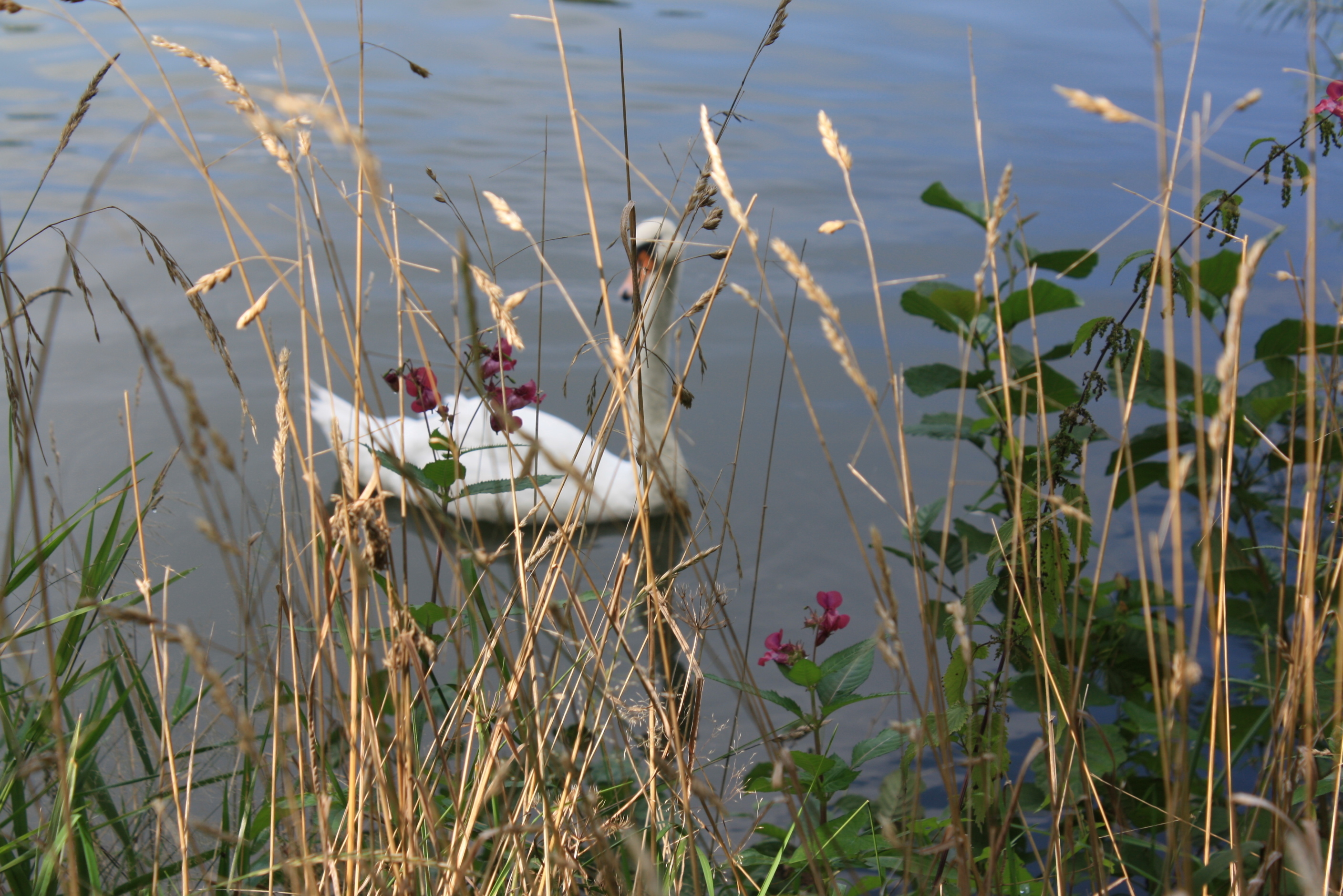 Schwan