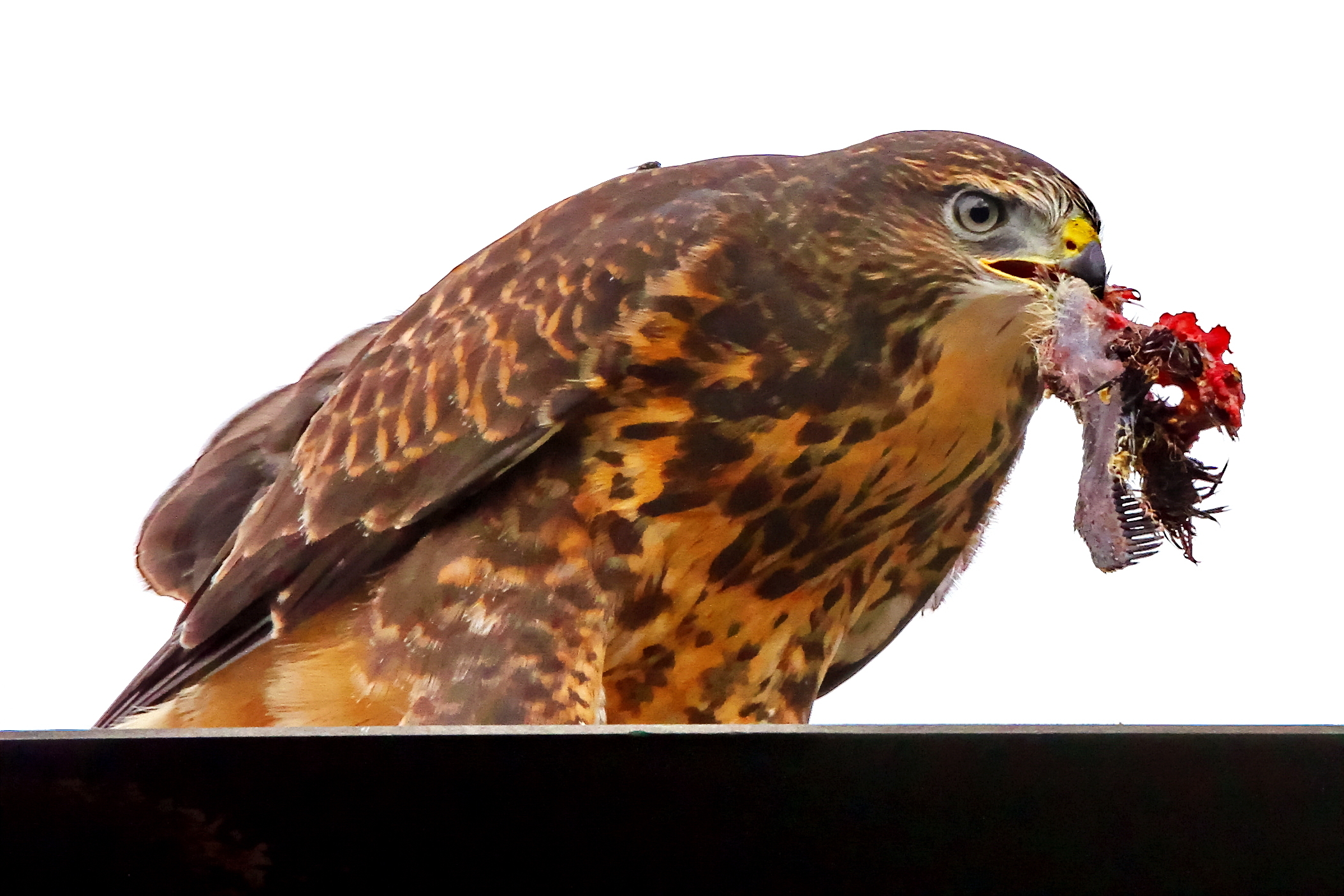 mhhh...lecker...;-)