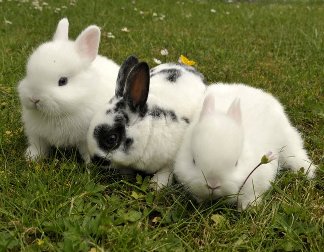 Ostern kommt immer näher ...