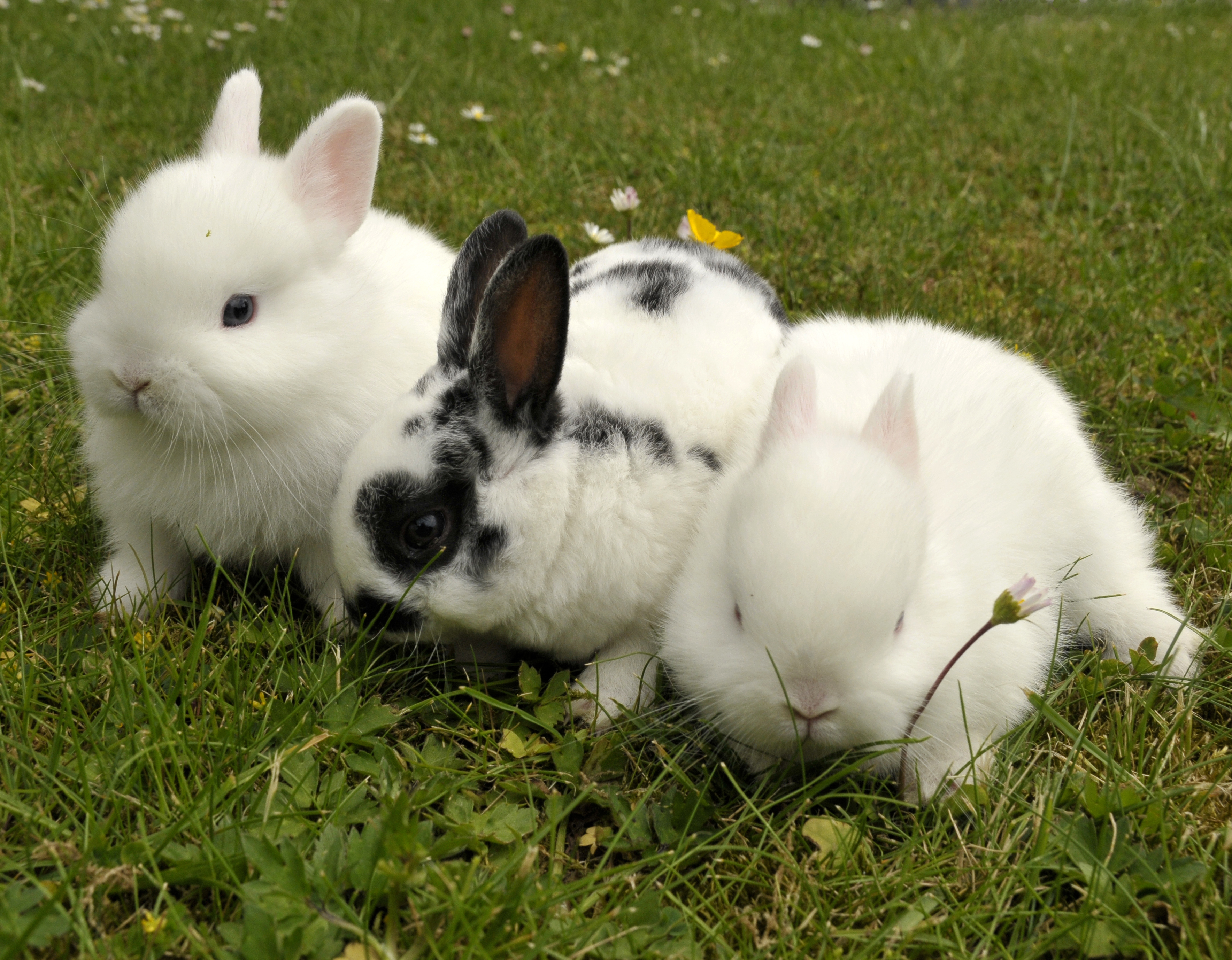 Ostern kommt immer näher ...