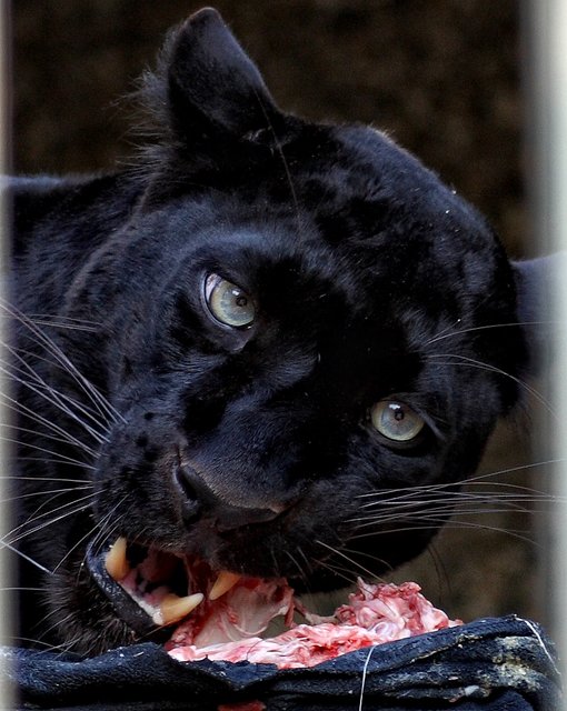 Hunger