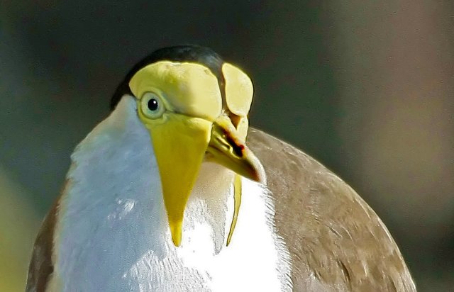 wat guckste