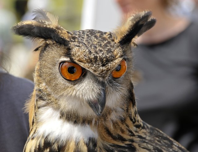 Kritischer Blick.