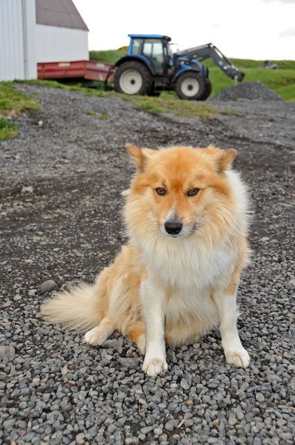 Snarti - ein freundlicher Hofhund auf Island.