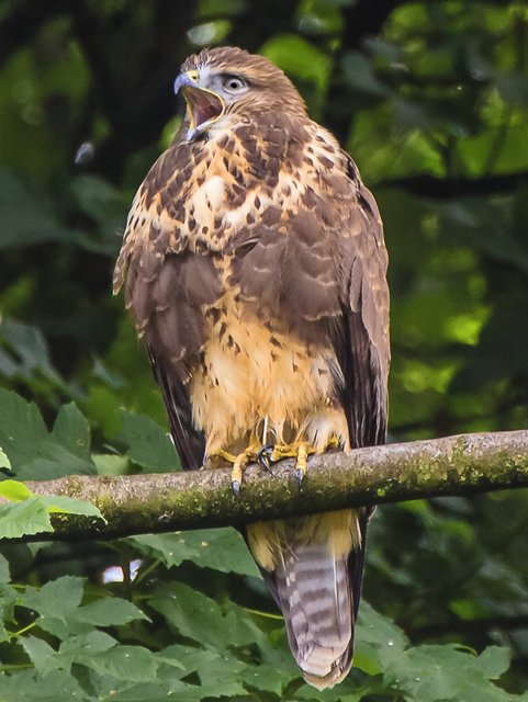 Bussard im Garten