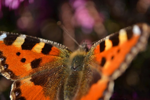 Farben des Frühlings