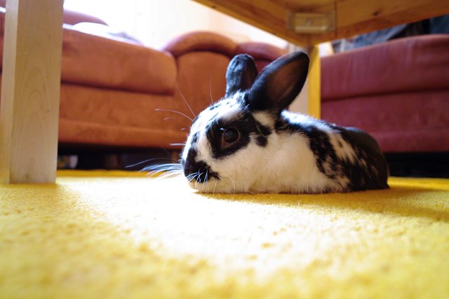 Unser Kaninchen Knut beim "chillen"