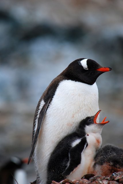 Eselspinguine Antarktis