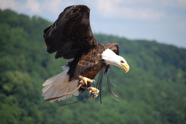 Weisskopfseeadler Haliaeetus leucocephalus