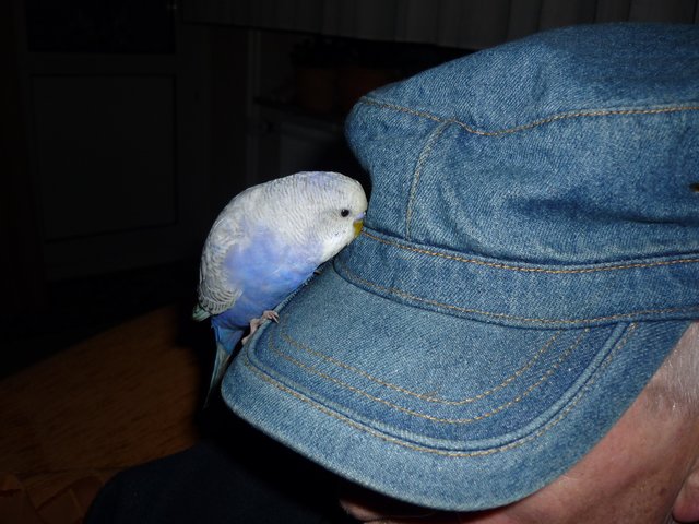 Die Farbe blau gefällt dem Vogel