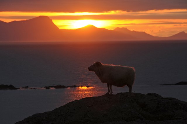 Poser-Schaf an einem Fjord ganz im Westen Islands.