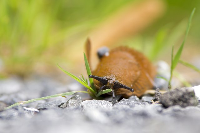 Schnecke auf Augenhöhe