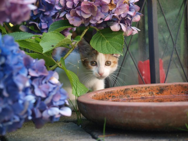 Unsere neugierige Katze