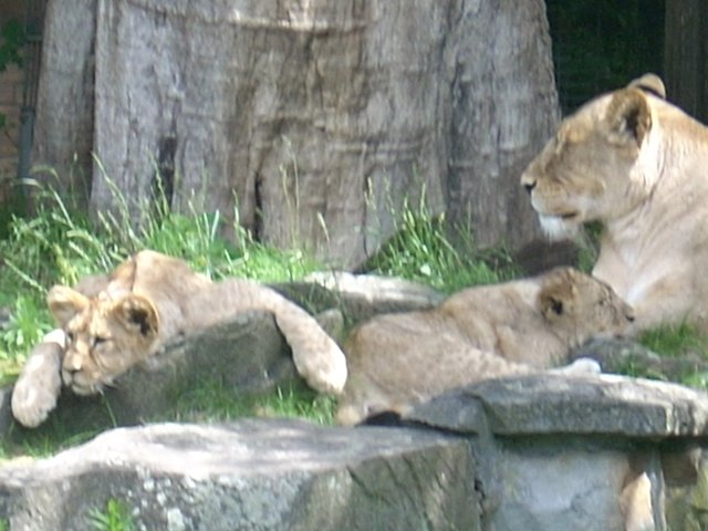 Nachwuch bei Familie Löwe / 2