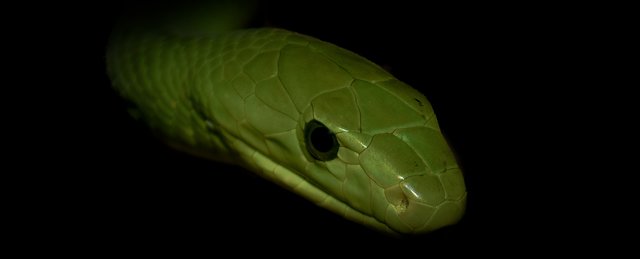 Green Mamba