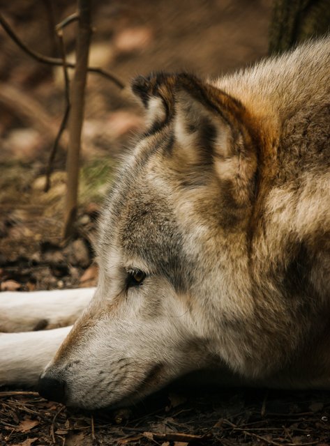 Keine Angst vorm Wolf!