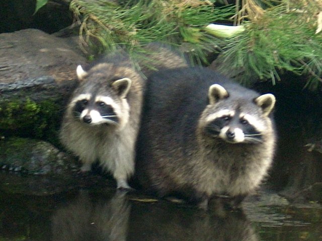 Waschbärenpaar Zoo Duisburg