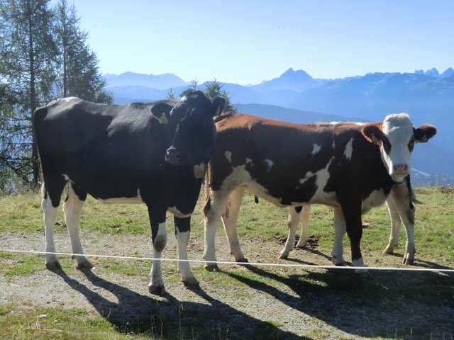 Kühe