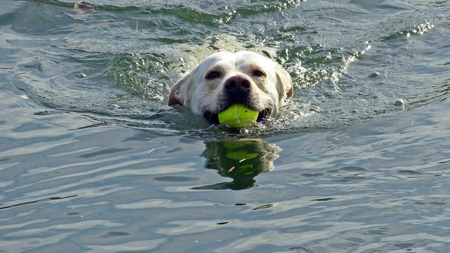 Shadow in the water