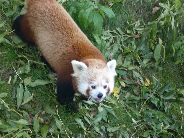 roter Panda
