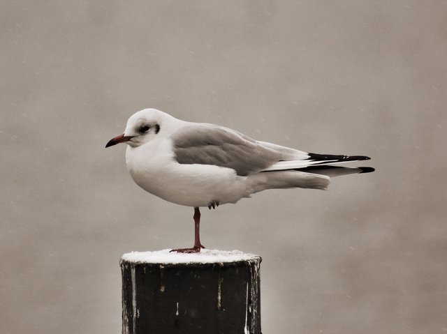 Möwe am Baldeneysee