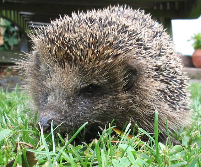 Husten-Igel