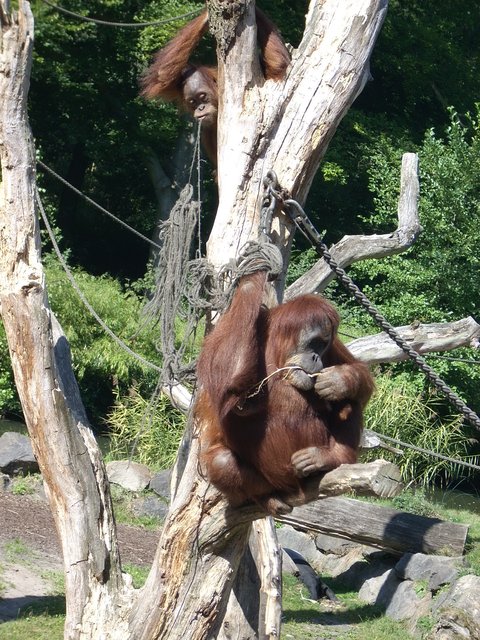 Mama und Kind Gorilla Zoo Dortmund 8.09.12