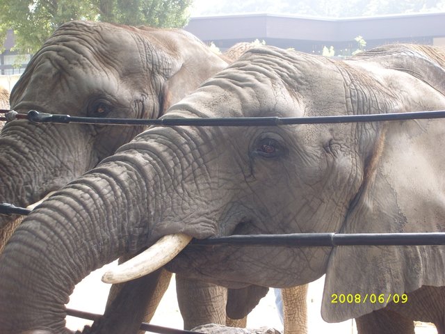 Elefant