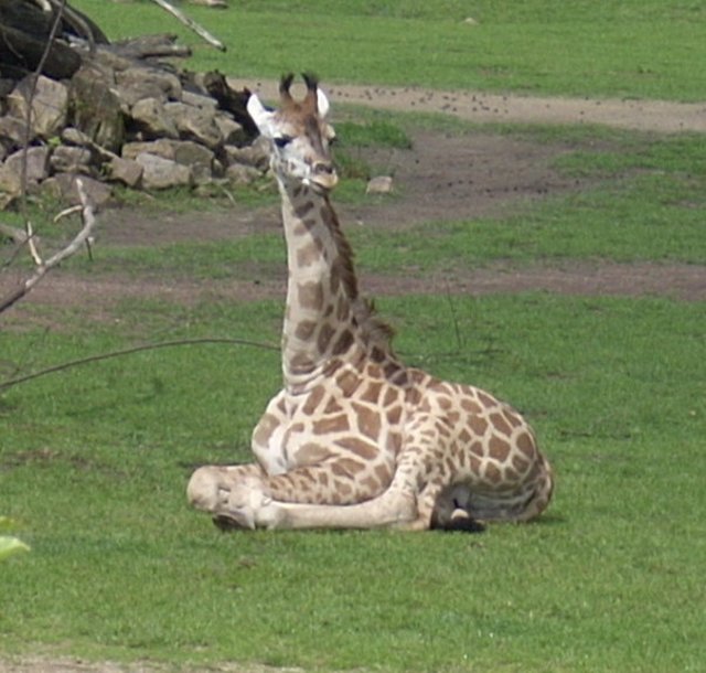 Giraffenbaby ZOOM Juni 2009