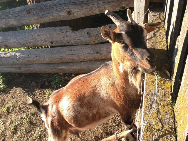 Ziege