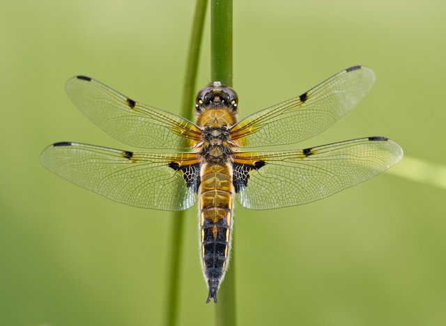 Filigran