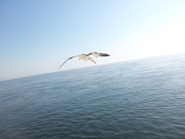Möwe vor Texel
