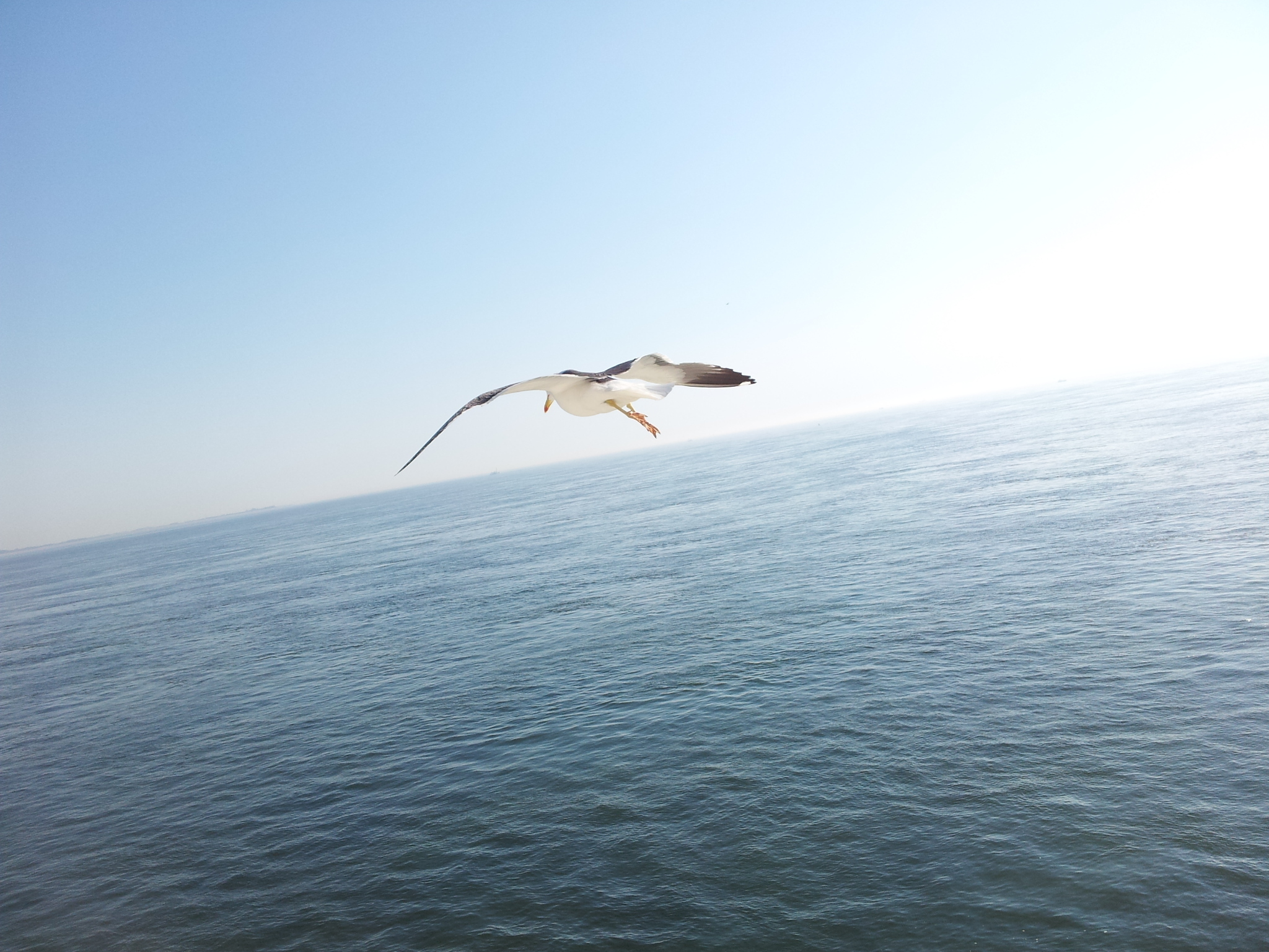 Möwe vor Texel