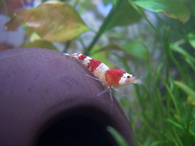 Garnele