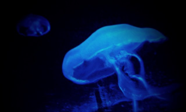 die "blaue Welle..."