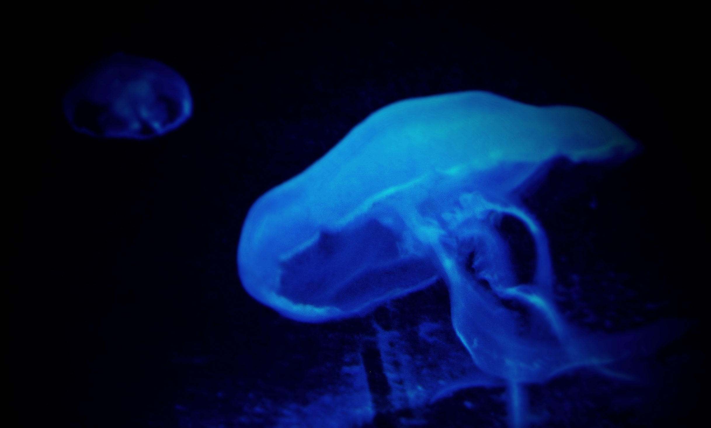 die "blaue Welle..."